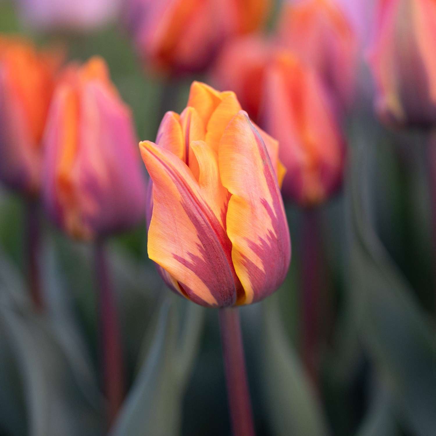 Tulipe 'Princess Irene'